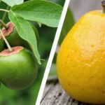 Néflier vs Néflier du Japon : Découvrez 5 distinctions clés entre ces deux arbres fruitiers