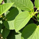 Les 10 arbres à feuilles caduques incontournables pour embellir votre jardin