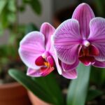 Techniques efficaces pour bouturer une orchidée même sans racines
