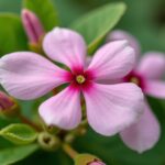 Le paulownia : un bois de chauffage efficace ou une fausse bonne idée ?