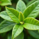 Comprendre et soigner les maladies courantes de l'arbre de jade