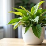 Spathiphyllum en détresse : comprendre pourquoi ses feuilles tombent et comment y remédier